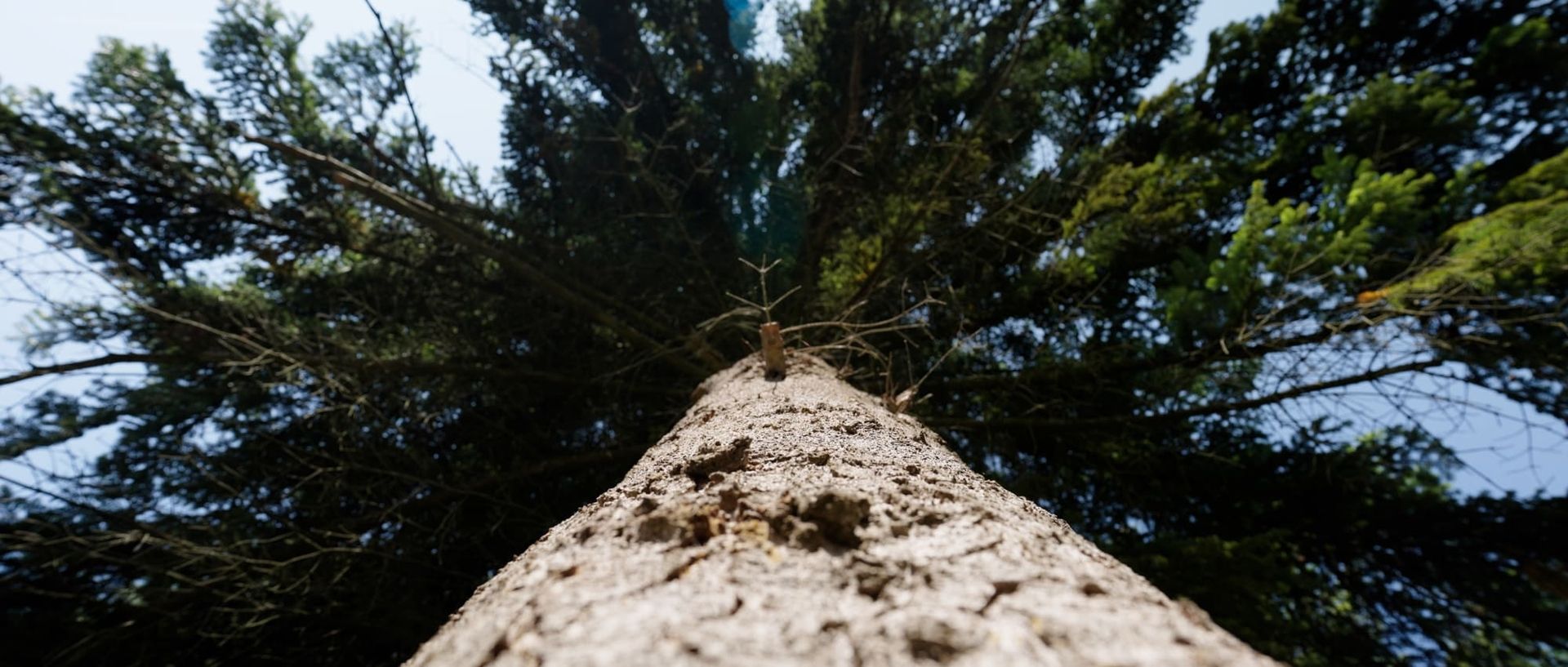 Ein hochgewachsener Baum von unten